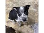 Adopt Wallabee a Australian Cattle Dog / Blue Heeler, Mixed Breed