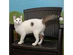 Tango Domestic Shorthair Young Male