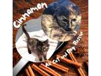 Adopt Cinnamon a Domestic Long Hair