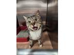 Adopt Tabitha a Domestic Short Hair