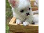 Chihuahua Puppy for sale in Birmingham, AL, USA