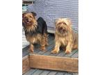 Adopt Trixie (Bonded to Benji) a Yorkshire Terrier, Mixed Breed