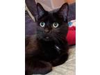 Adopt Sasha a Domestic Short Hair