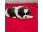 Shih Tzu Puppy for sale in Hayward, CA, USA