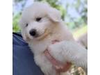 Great Pyrenees Puppy for sale in Larue, TX, USA