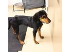Maple 41006 Coonhound Adult Female
