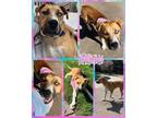 Adopt Glimmer a Mixed Breed