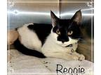 REGGIE Domestic Shorthair Young Male