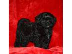 Shih-Poo Puppy for sale in Lamar, MO, USA