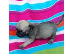 Pug Puppy for sale in Rocky Mount, VA, USA