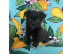Cavapoo Puppy for sale in Loris, SC, USA