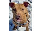 Marney American Pit Bull Terrier Adult Female