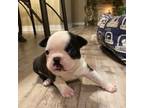 Boston Terrier Puppy for sale in Fredonia, KS, USA