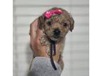 Mutt Puppy for sale in Vernon, TX, USA