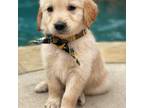 Golden Retriever Puppy for sale in Howe, TX, USA