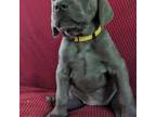 Weimaraner Puppy for sale in West Fulton, NY, USA