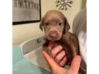 Labrador Retriever Puppy for sale in Kenton, OH, USA