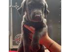 Labrador Retriever Puppy for sale in Kenton, OH, USA