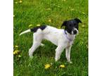 Adopt Summer a Rat Terrier, Miniature Poodle