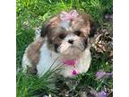 Shih Tzu Puppy for sale in Georgetown, DE, USA