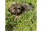 Shih Tzu Puppy for sale in Georgetown, DE, USA