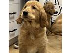 Adopt Taylor a Golden Retriever