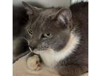 Adopt Julia a Domestic Short Hair