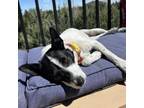 Adopt Lucy a Rat Terrier, Mixed Breed