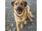 Adopt Harley a Labrador Retriever, Mixed Breed