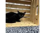 Cindy Clawford Domestic Shorthair Kitten Female