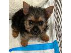 Norwich Terrier Puppy for sale in Millersville, MD, USA
