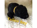 Yellow boy