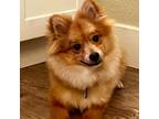 Pomeranian Puppy for sale in North Las Vegas, NV, USA