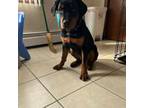 Rottweiler Puppy for sale in Comstock Park, MI, USA