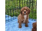 Cavapoo Puppy for sale in Arley, AL, USA