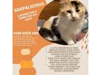 Adopt Soapalicious a Domestic Medium Hair