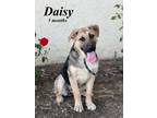 Adopt Daisy Doo a Shepherd, Labrador Retriever