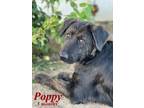 Adopt Poppy a Shepherd, Labrador Retriever