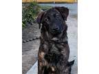 Adopt Periwinkle a Shepherd, Labrador Retriever