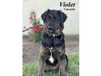 Adopt Violet a Shepherd, Labrador Retriever