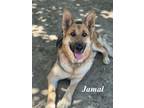Adopt Jamal a German Shepherd Dog