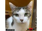 Adopt Monaco a Domestic Short Hair