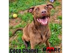 Adopt Coco Chanel a Mountain Cur