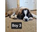Saint Bernard Puppy for sale in Moses Lake, WA, USA
