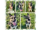 Adopt Deegee CFS# 240034232 a German Shepherd Dog