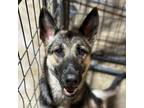 Adopt Deegee CFS# 240034232 a German Shepherd Dog
