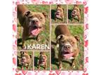 Adopt Karen a Pit Bull Terrier