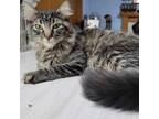 Adopt Katie a Domestic Long Hair