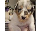 Bearded Collie Puppy for sale in Lafayette, IN, USA