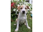 Adopt Annika a Mixed Breed